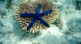 /album/photogallery/star-fish-on-the-great-barrier-reef-jpg/